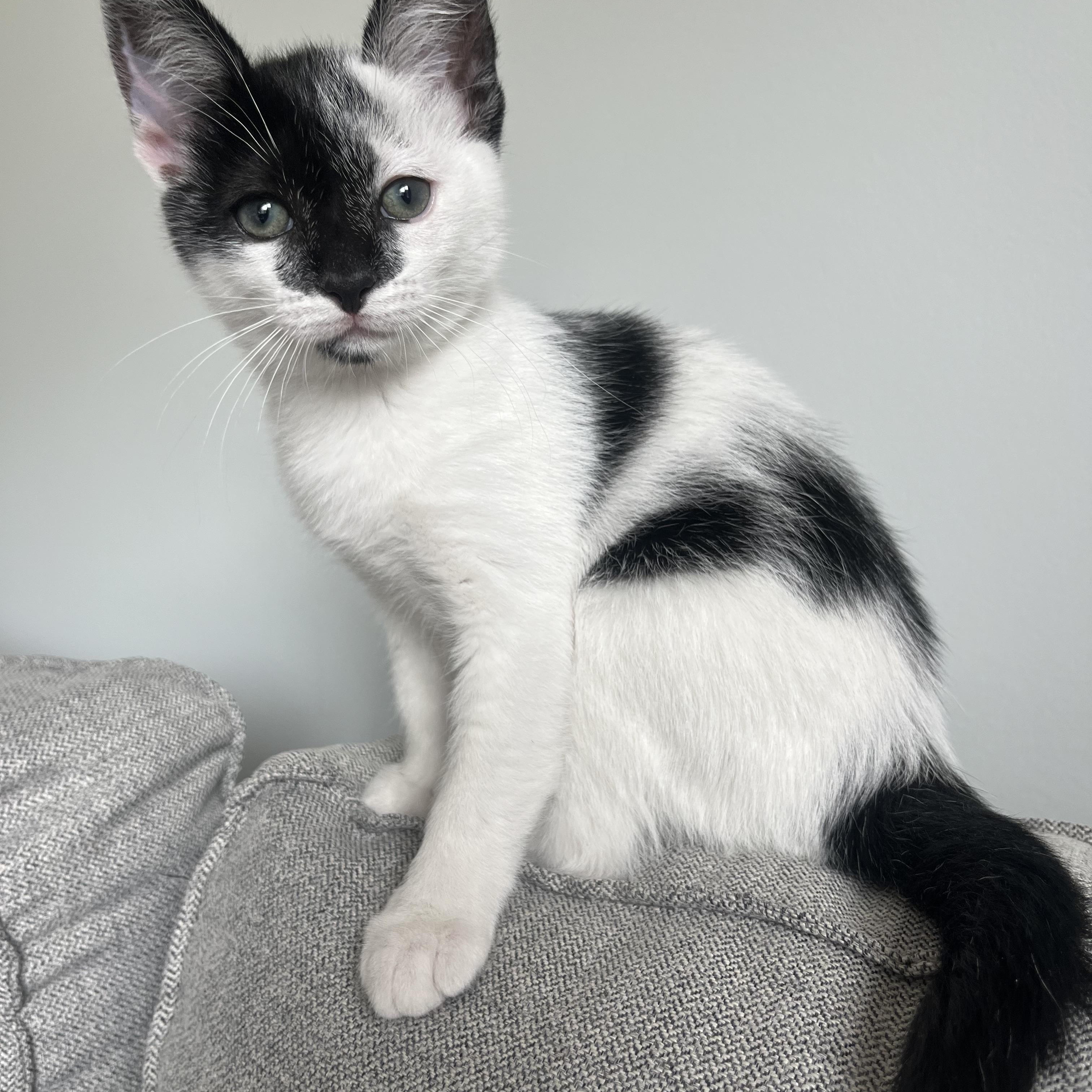 Enlarge Esseboda, a Adoptable Domestic Short Hair in Santa Ana, CA image 4/4