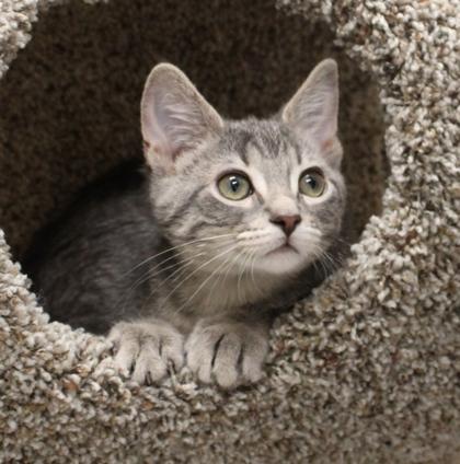 Blossom, Adoptable, Kitten Female Domestic Short Hair & Domestic Short Hair.