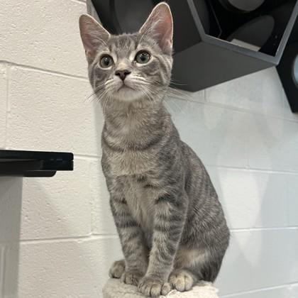 Blossom, Adoptable, Kitten Female Domestic Short Hair & Domestic Short Hair.