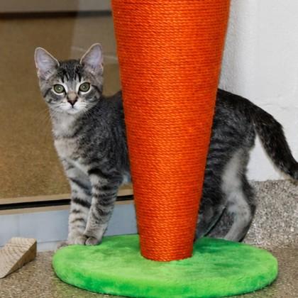 Blossom, a Adoptable mixed breed in Wheaton, IL image 2/3