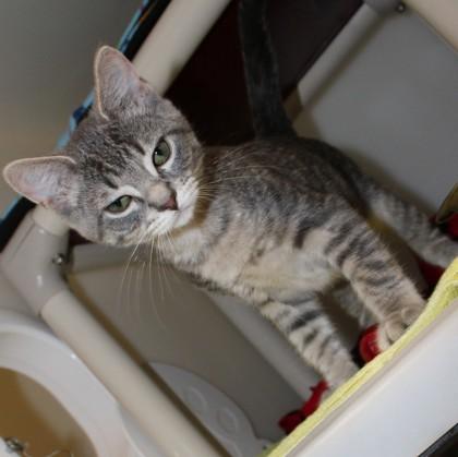 Blossom, a Adoptable mixed breed in Wheaton, IL image 3/3