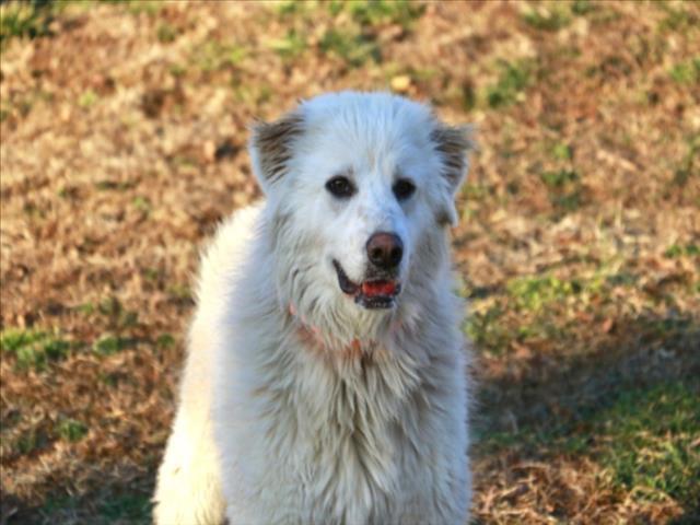 Enlarge JULIET, a Adoptable mixed breed in Cookeville, TN image 2/2