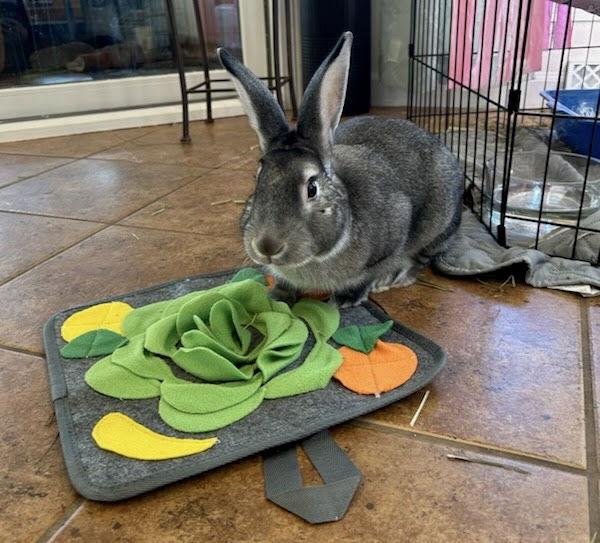 Enlarge Hatfield, a Adoptable Bunny Rabbit in Marshfield, WI image 1/3
