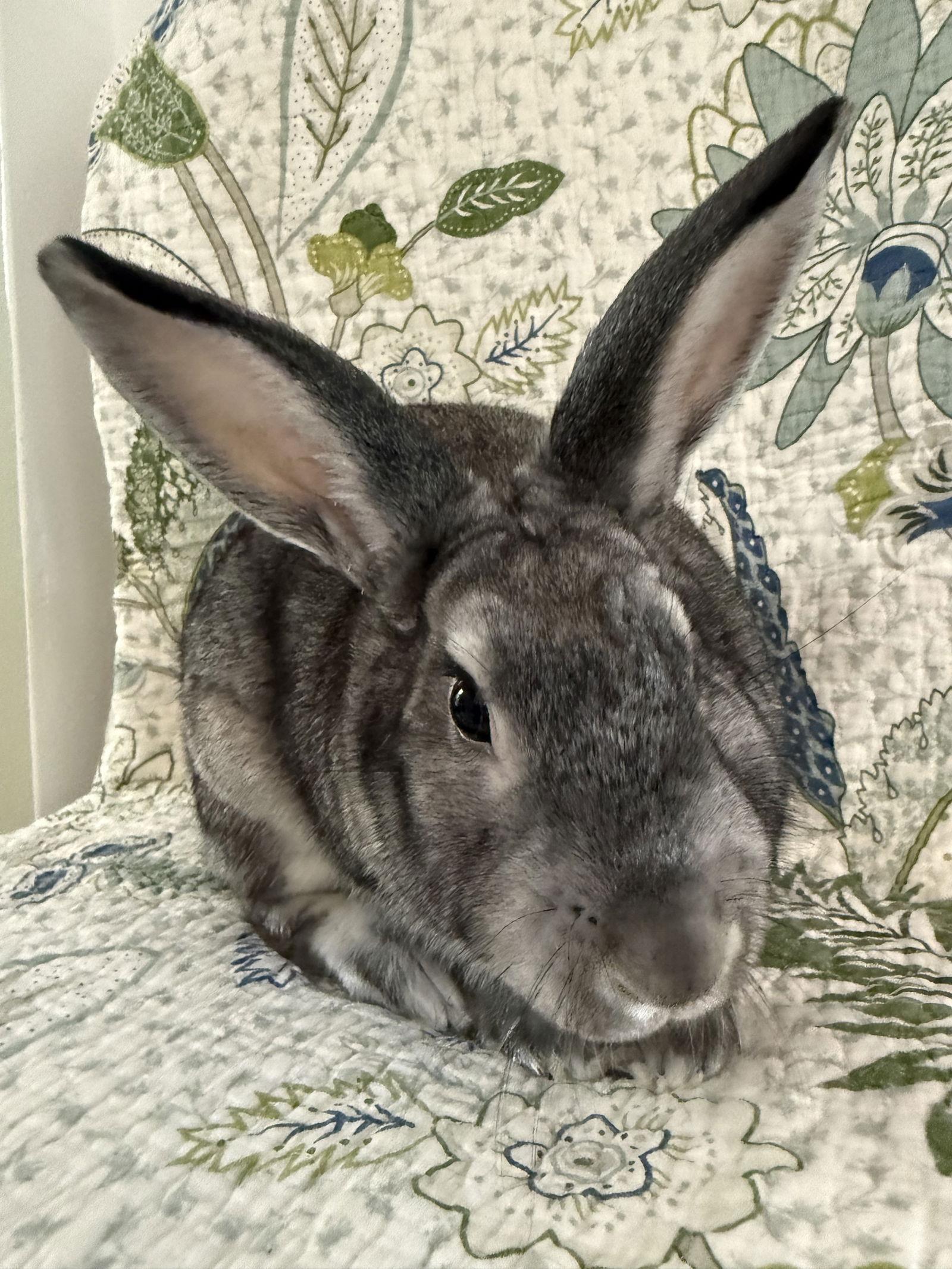 Enlarge Hatfield, a Adoptable Bunny Rabbit in Marshfield, WI image 2/3
