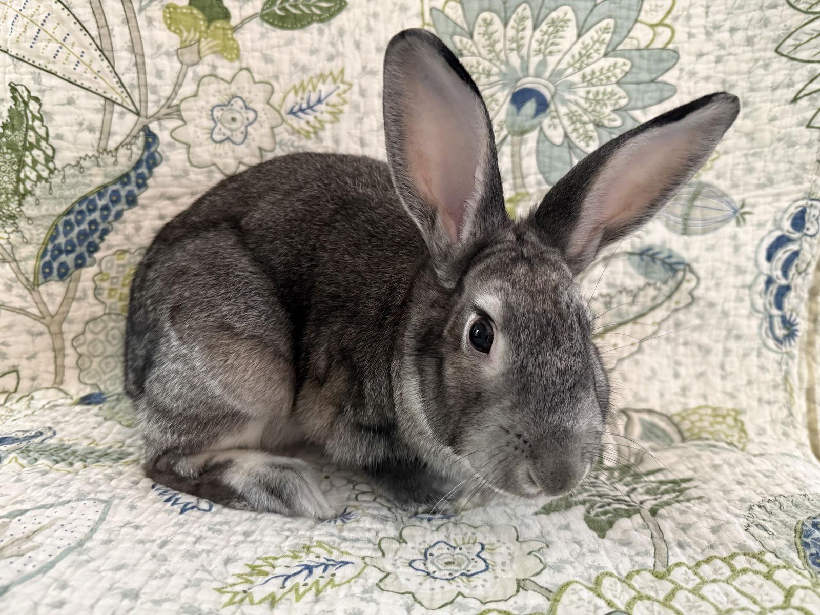 Enlarge Hatfield, a Adoptable Bunny Rabbit in Marshfield, WI image 3/3