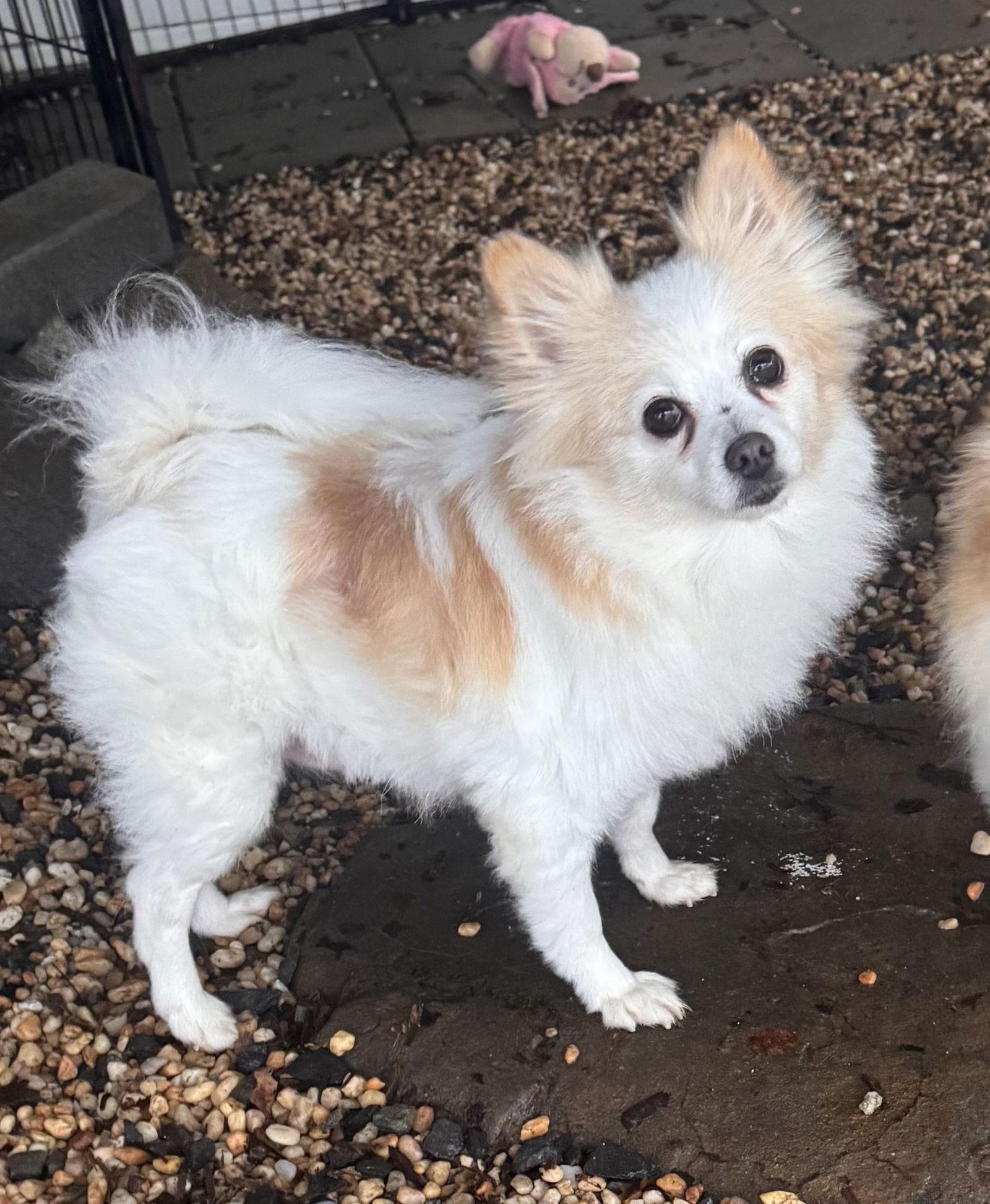 Enlarge Cherise, a ADOPTABLE Pomeranian in Pottstown, PA image 2/3