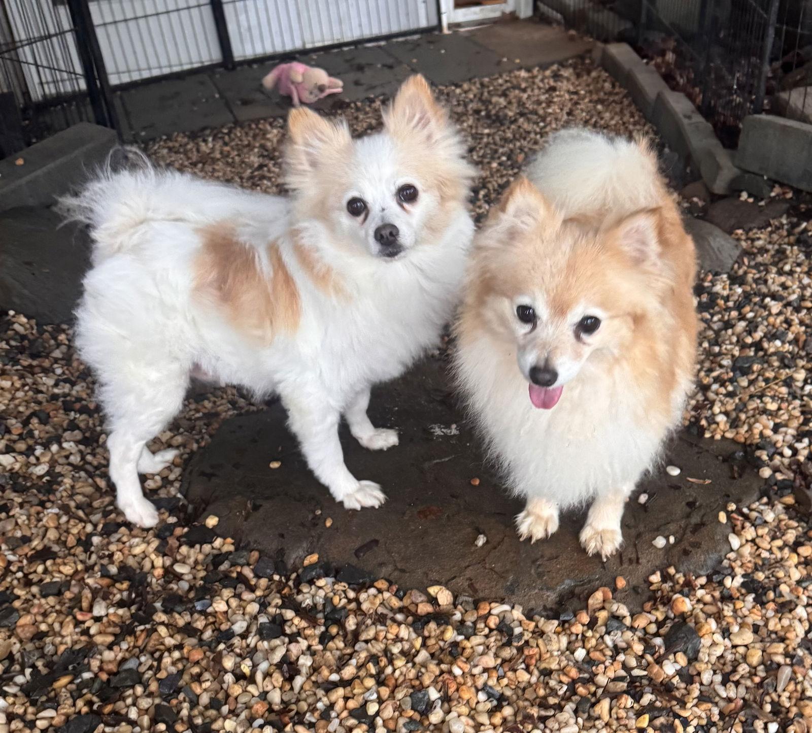 Enlarge Cherise, a ADOPTABLE Pomeranian in Pottstown, PA image 3/3