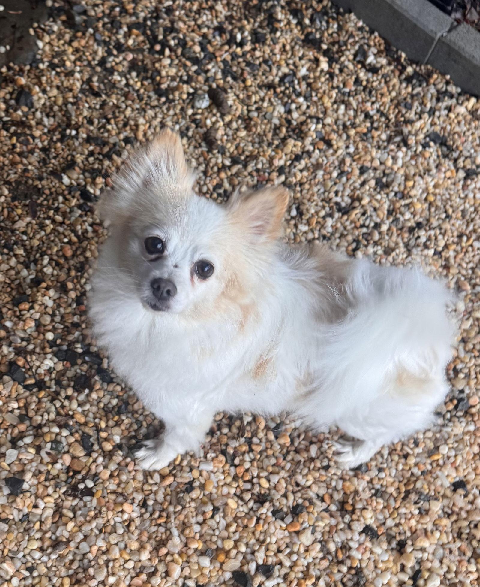 Cherise, ADOPTABLE, Adult Female Pomeranian.