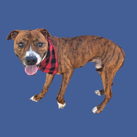 Mustard -- URGENT! LONGTIME RESIDENT!, ADOPTABLE, Adult Male Pit Bull Terrier.