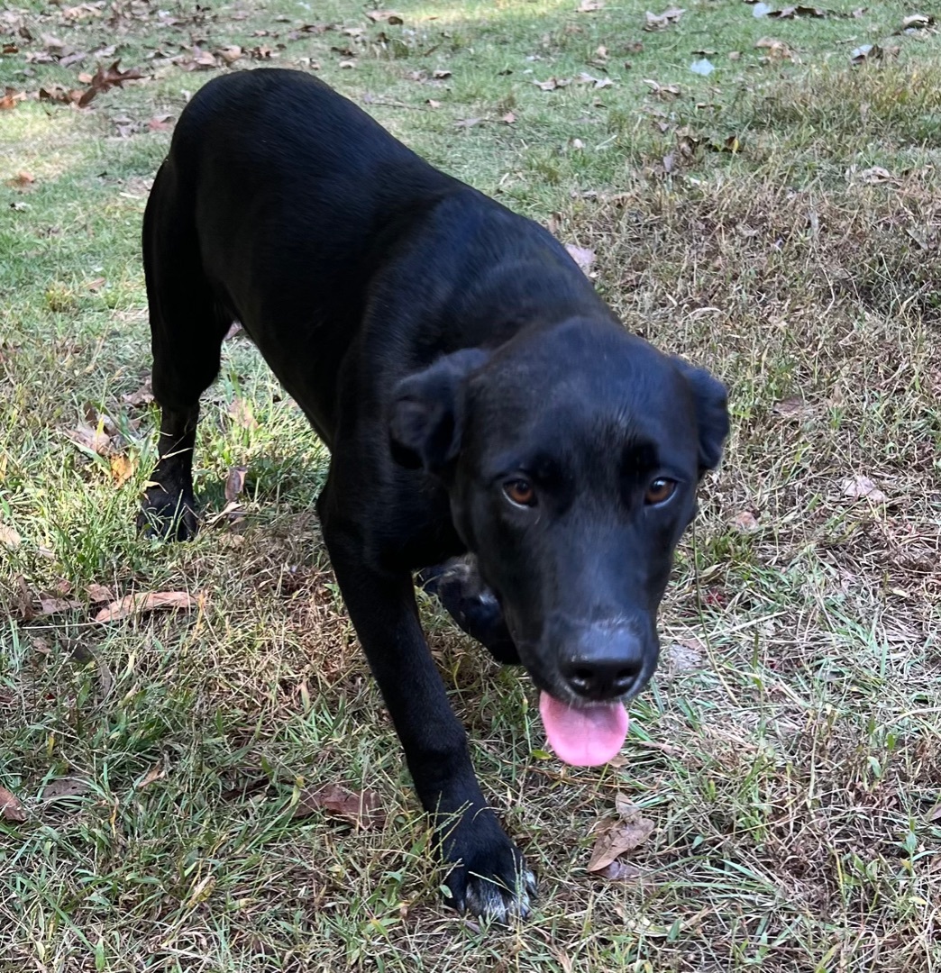 Marty, Baby Male Black Labrador Retriever