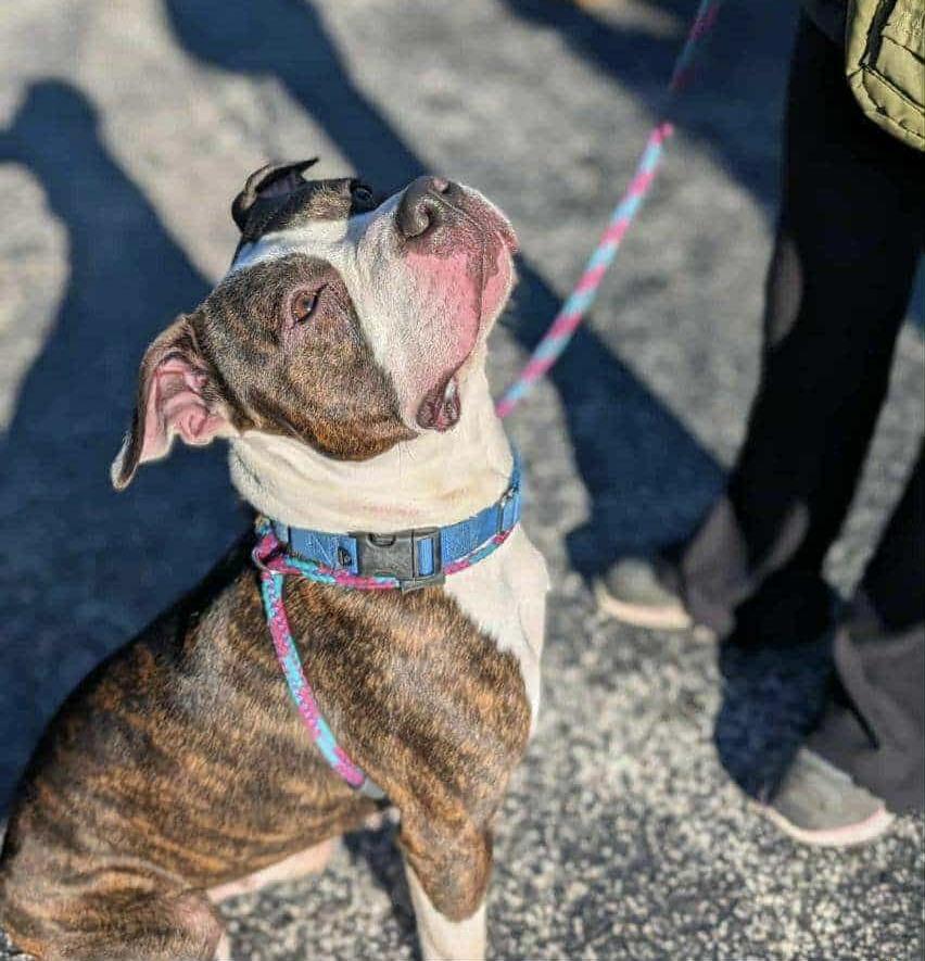 Deebo, a Adoptable mixed breed in Milwaukee, WI image 4/6