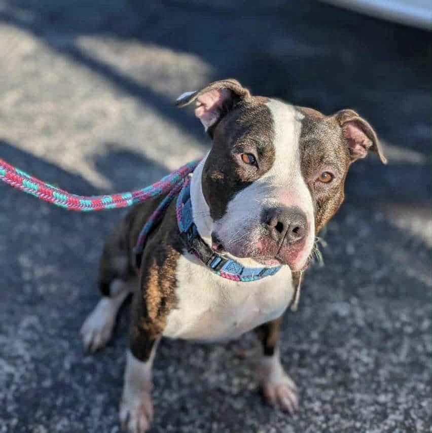 Deebo, a Adoptable mixed breed in Milwaukee, WI image 5/6