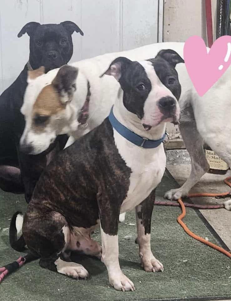 Deebo, a Adoptable mixed breed in Milwaukee, WI image 3/6