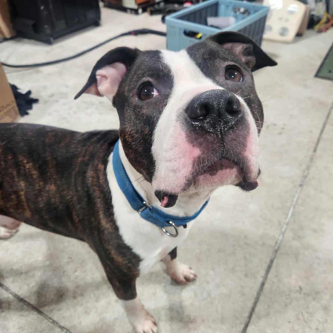 Deebo, Adoptable, Adult Male Terrier.