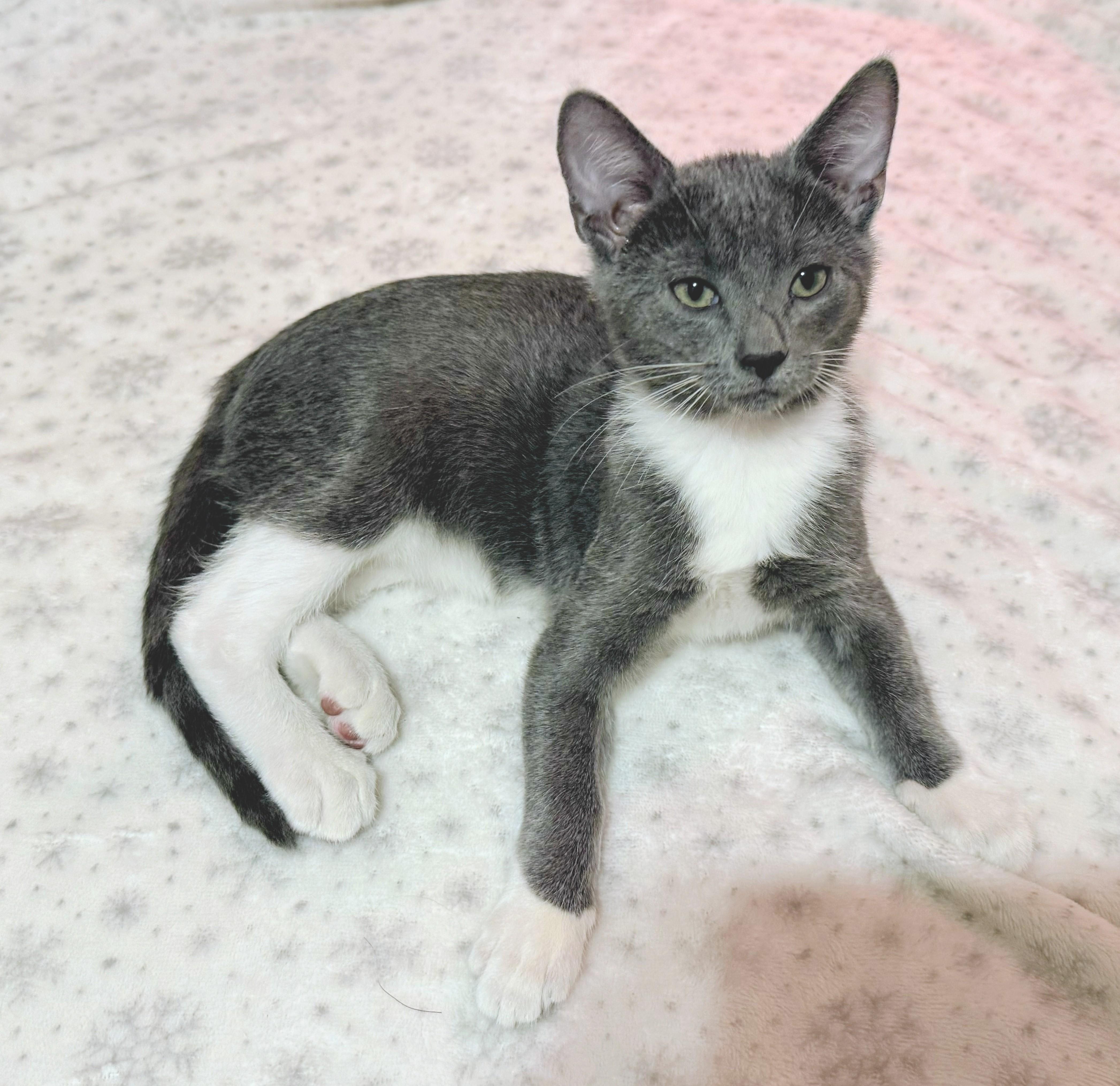 Luke, a Adoptable mixed breed in Santa Cruz, CA image 1/5