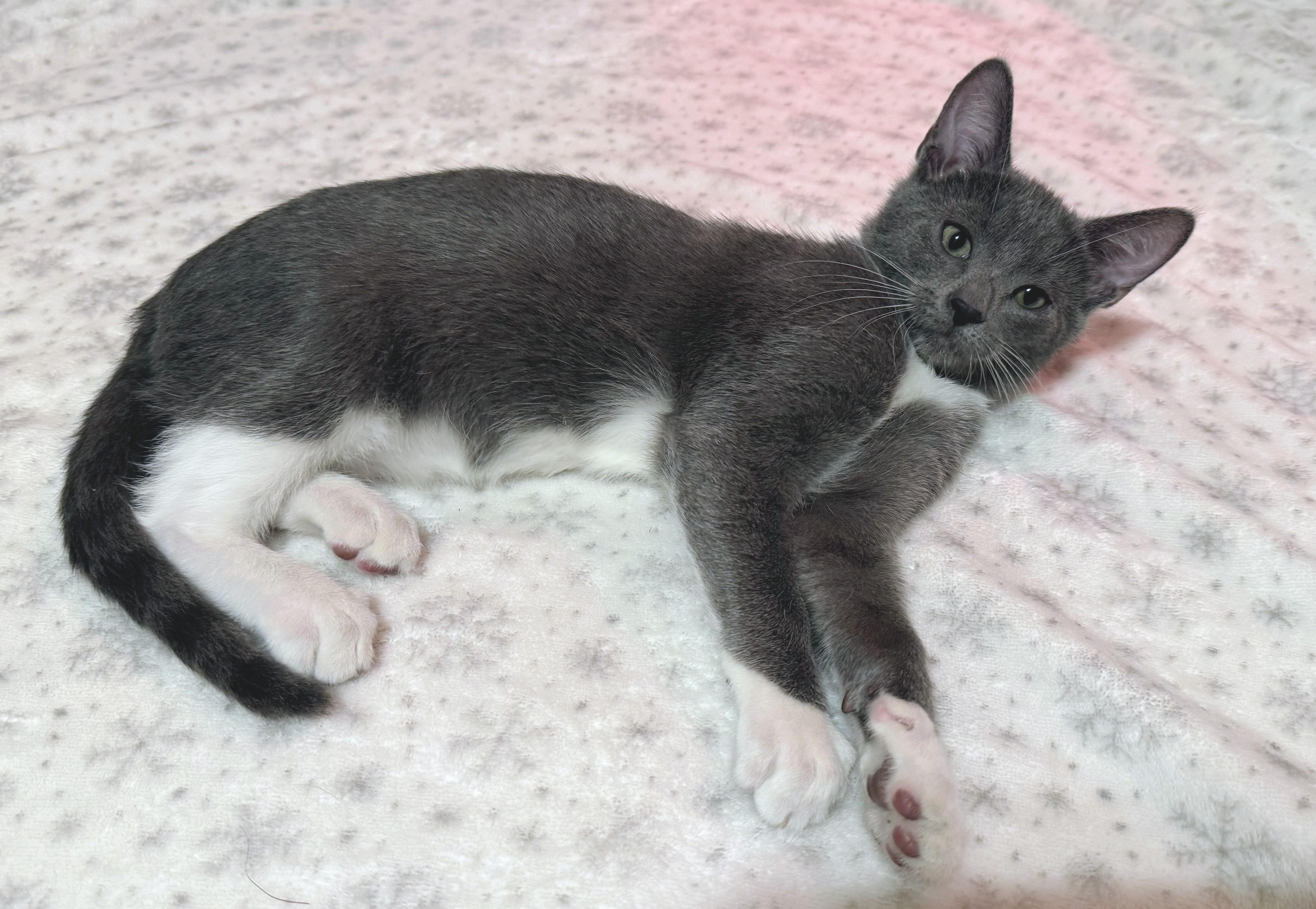 Luke, a Adoptable mixed breed in Santa Cruz, CA image 2/5