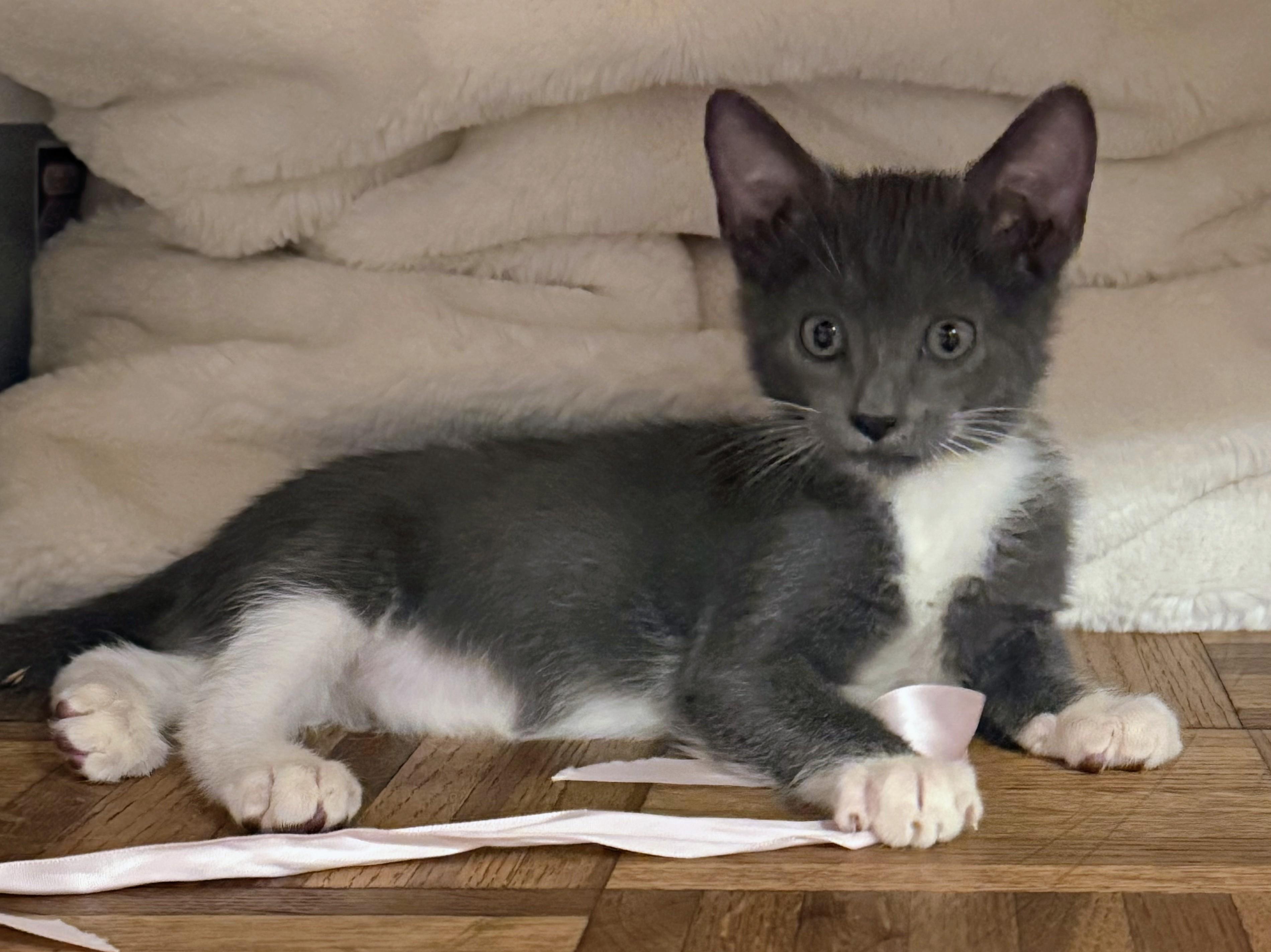 Luke, Adoptable, Young Male Domestic Short Hair.
