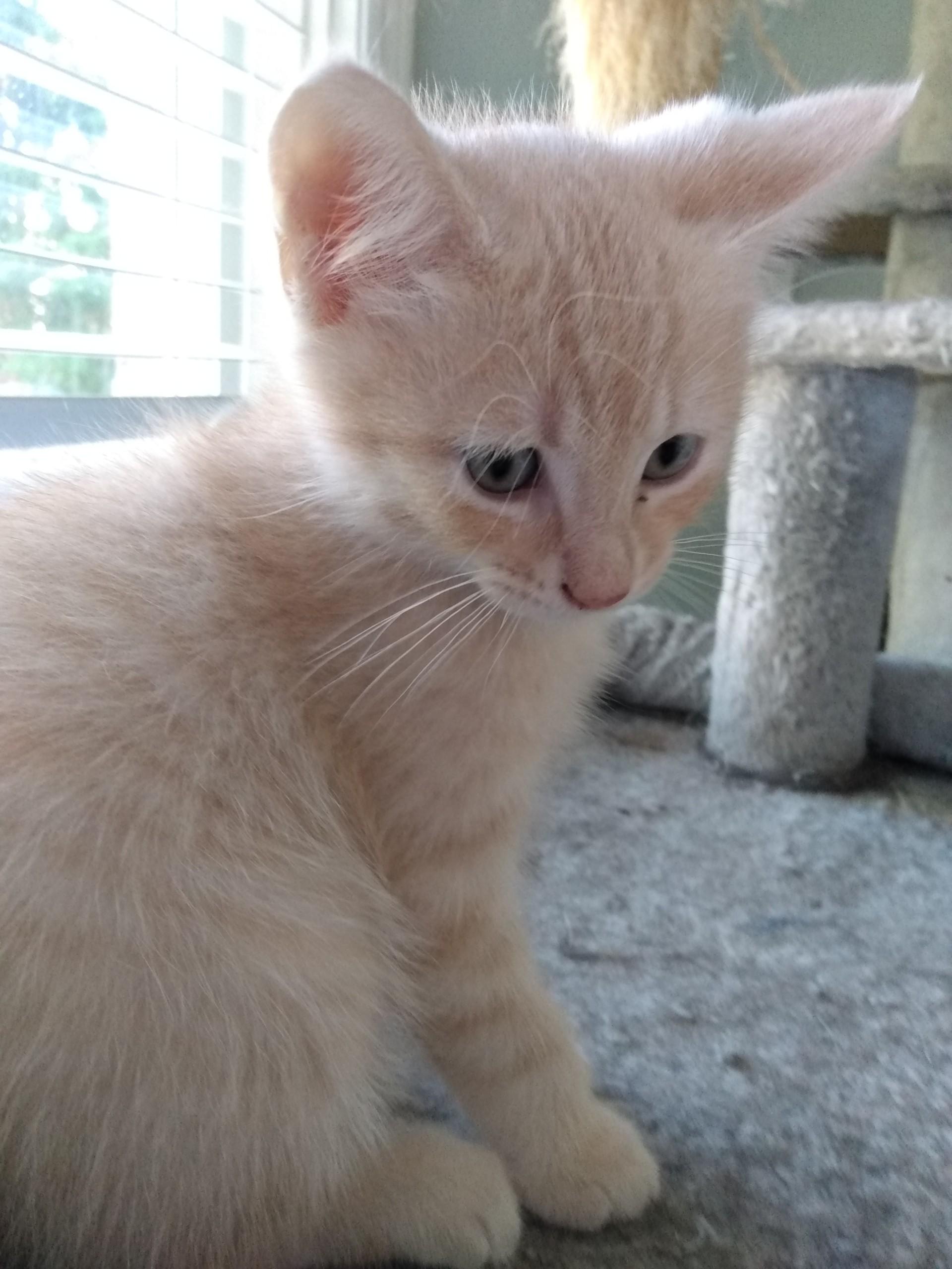 HARLEY, Adoptable, Kitten Male Tabby.