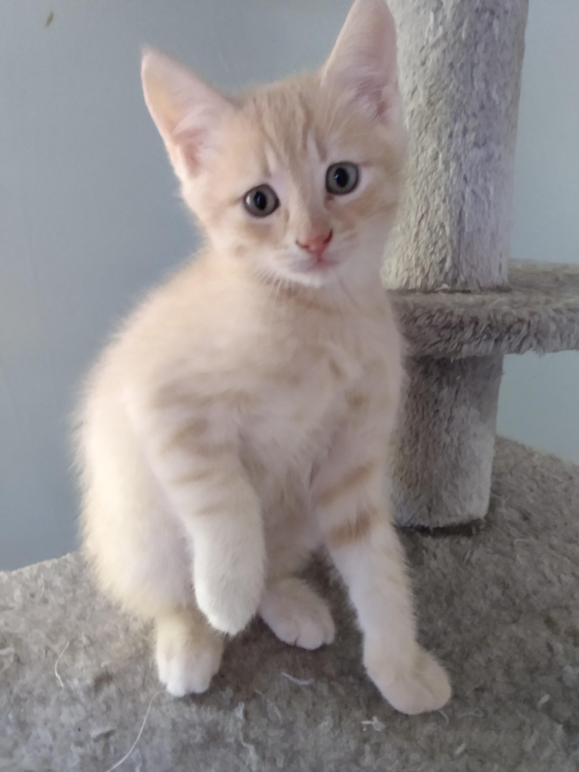 Enlarge HARLEY, a Adoptable Tabby in Niagara on the Lake, ON image 2/2