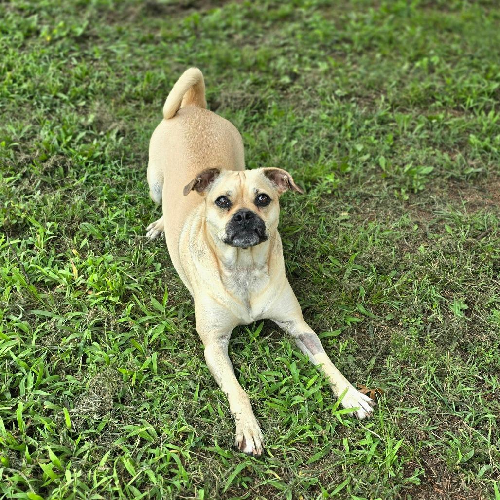 Belle, Adoptable, Adult Female Mixed Breed.
