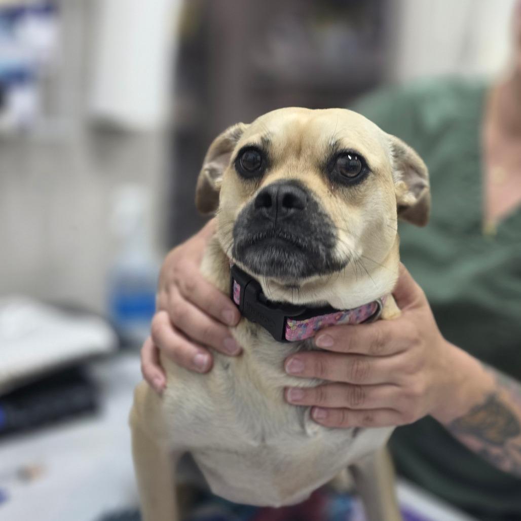 Enlarge Belle, a Adoptable Mixed Breed in Huntsville, AL image 2/2