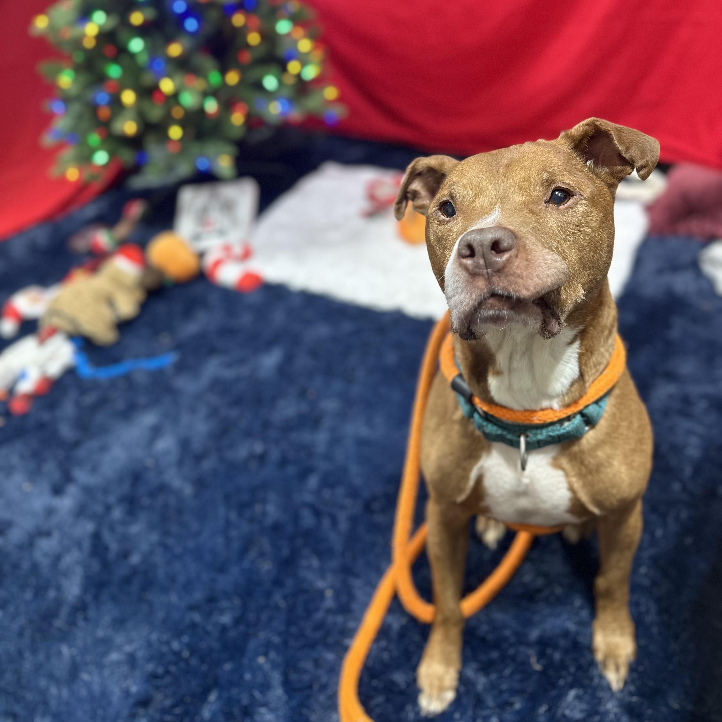 Enlarge Redd, a Adoptable mixed breed in Youngstown, OH image 2/6