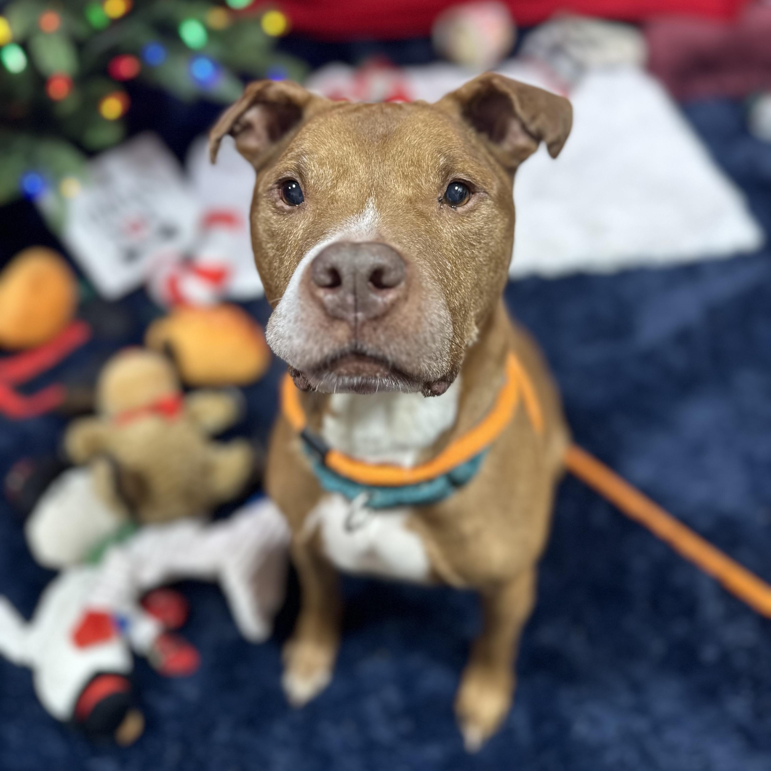 Enlarge Redd, a Adoptable mixed breed in Youngstown, OH image 4/6