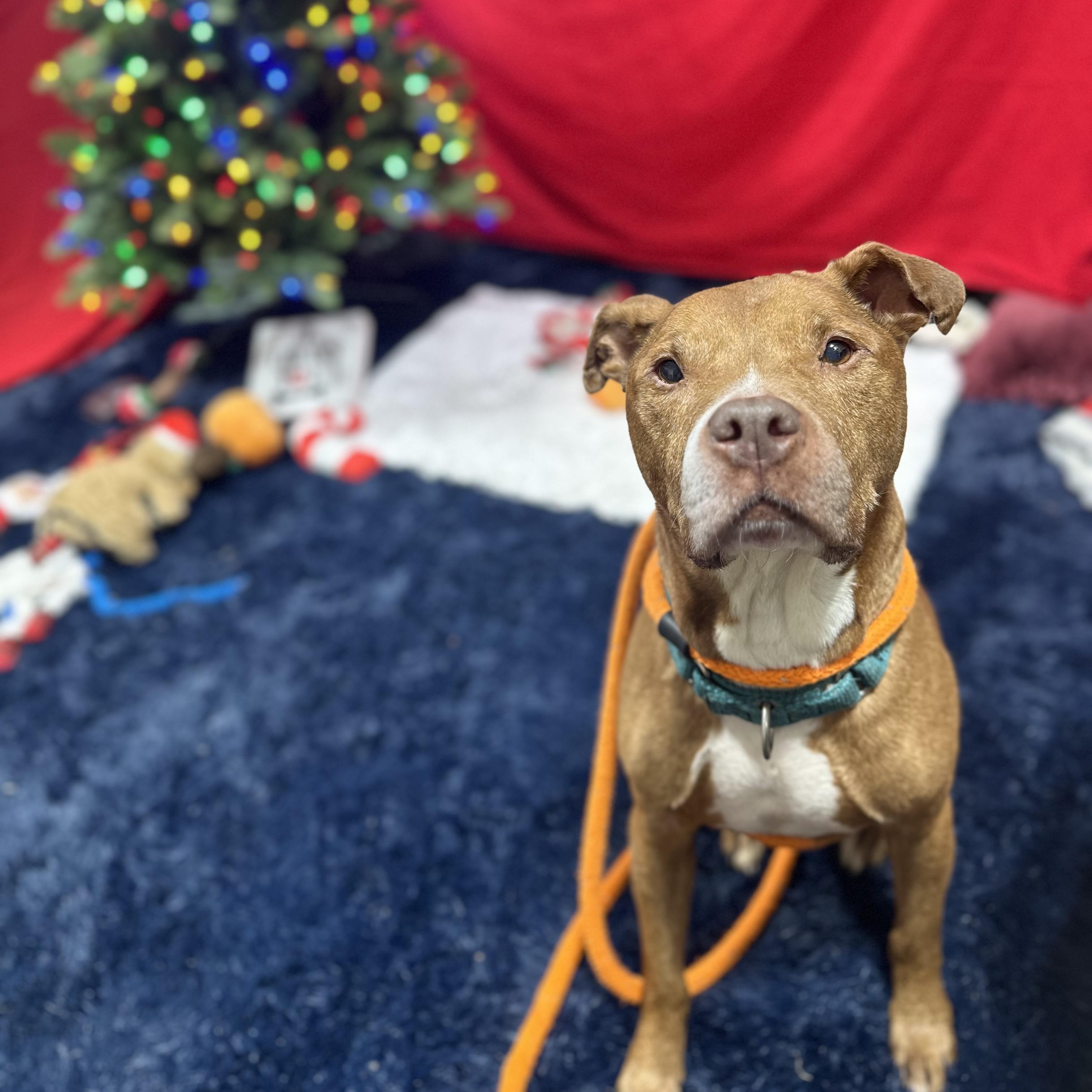 Enlarge Redd, a Adoptable mixed breed in Youngstown, OH image 1/6