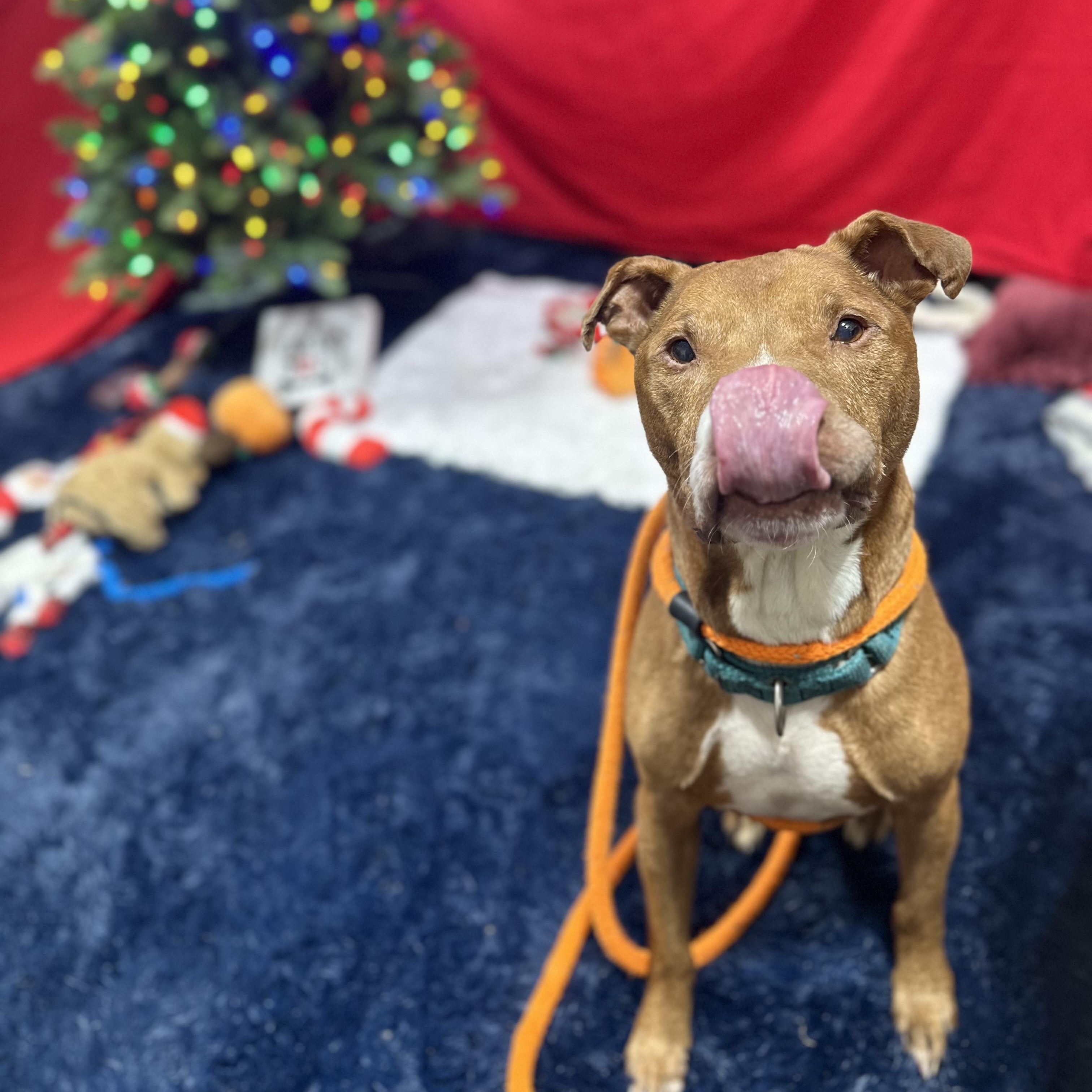 Redd, an adoptable Mixed Breed in Youngstown, OH, 44512 | Photo Image 3