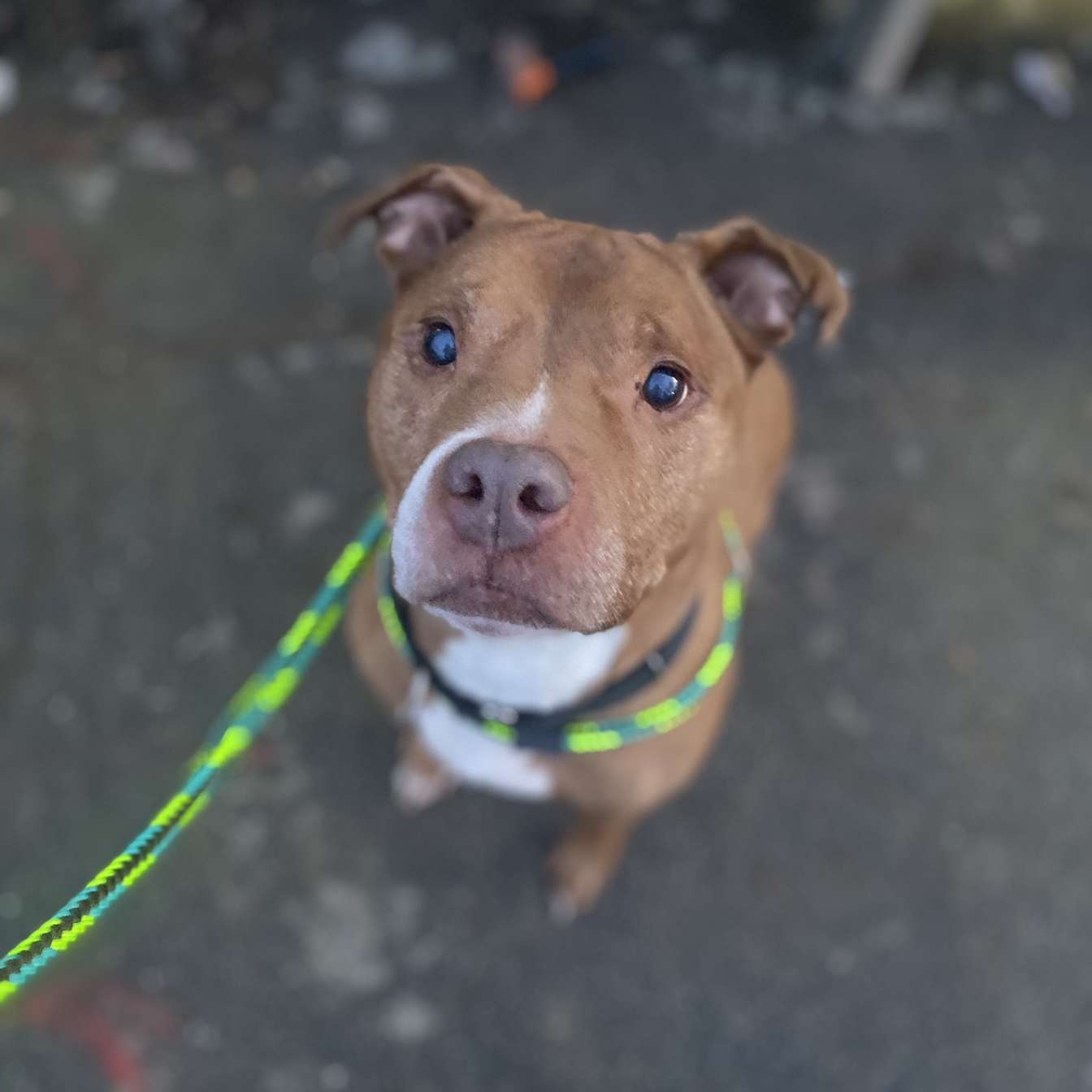 Enlarge Redd, a Adoptable mixed breed in Youngstown, OH image 5/6