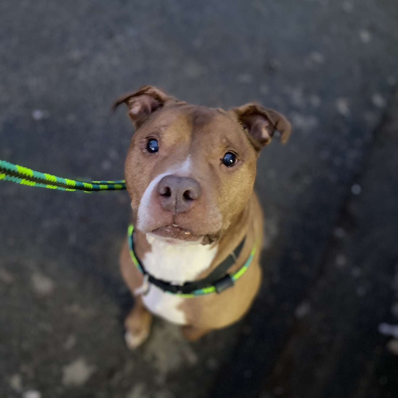 Redd, an adoptable Mixed Breed in Youngstown, OH, 44512 | Photo Image 6