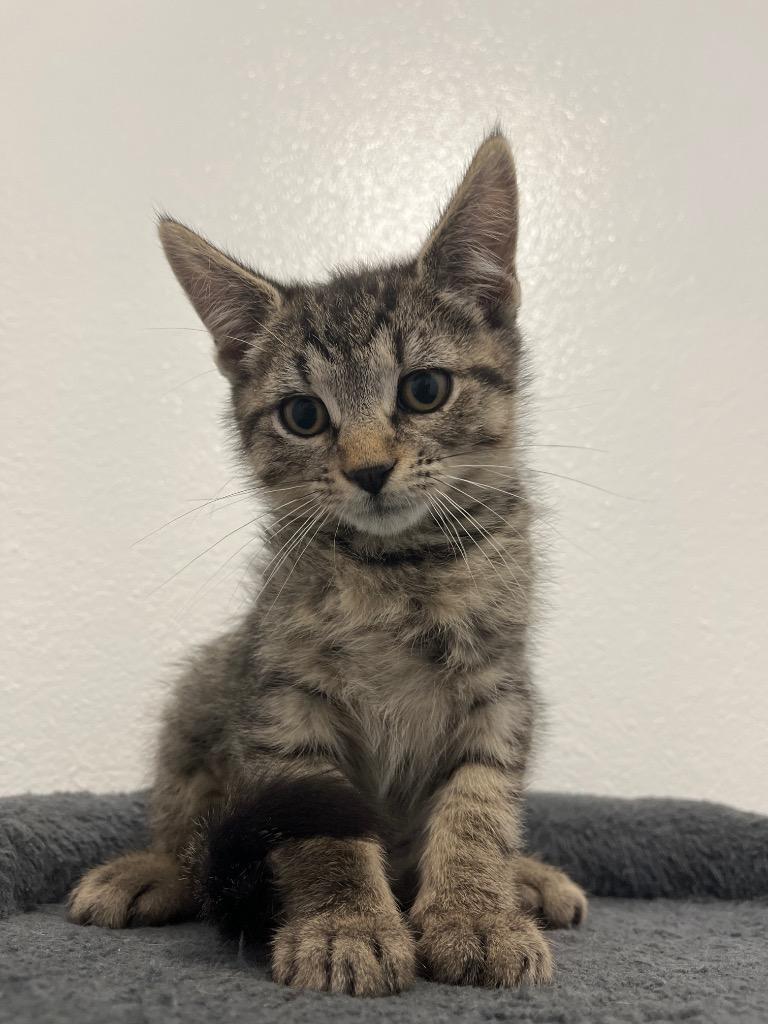 Oinkers, Adopted, Young Male Domestic Short Hair.