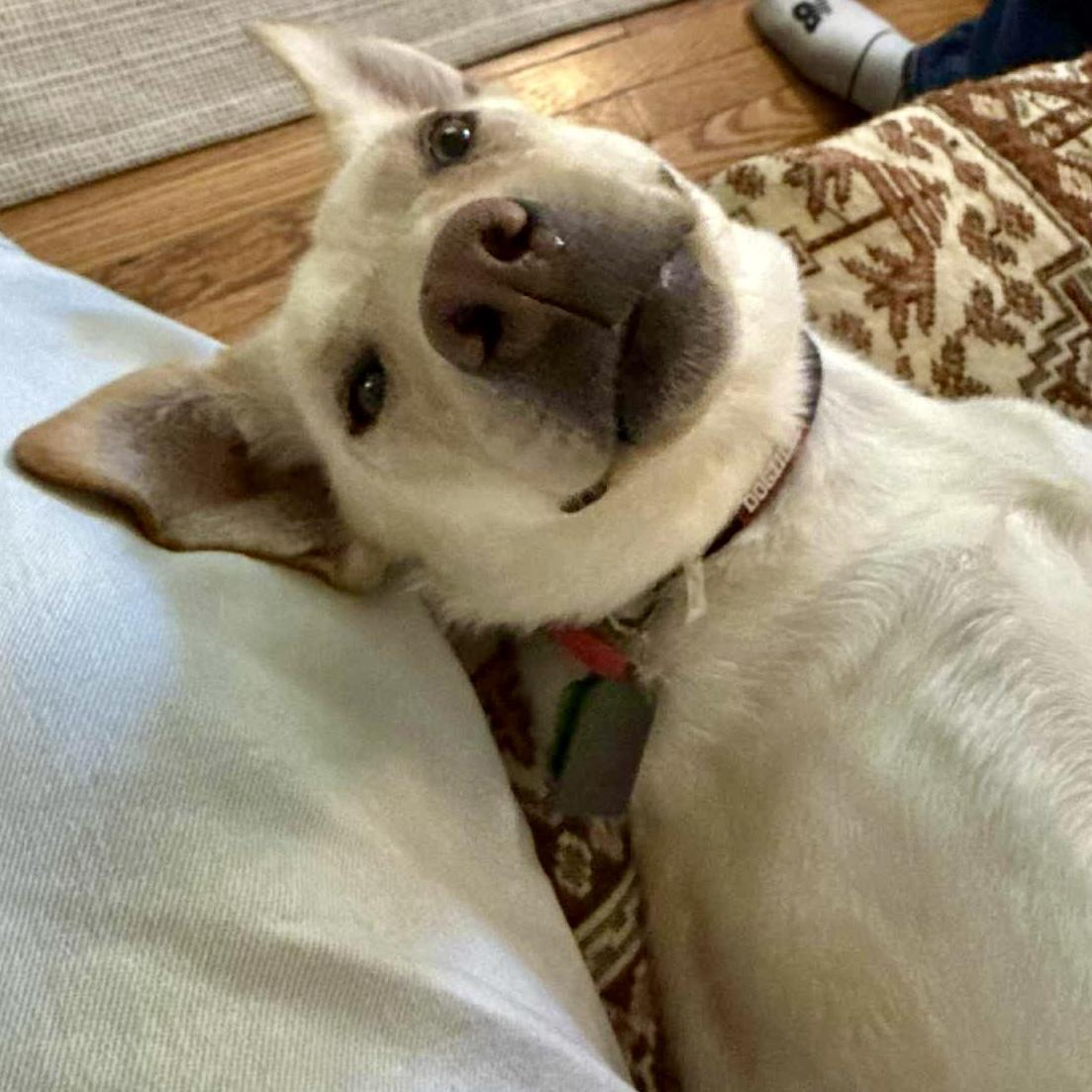 Honey, an adoptable Mixed Breed in Edmonton, AB, T5Y 3N6 | Photo Image 2