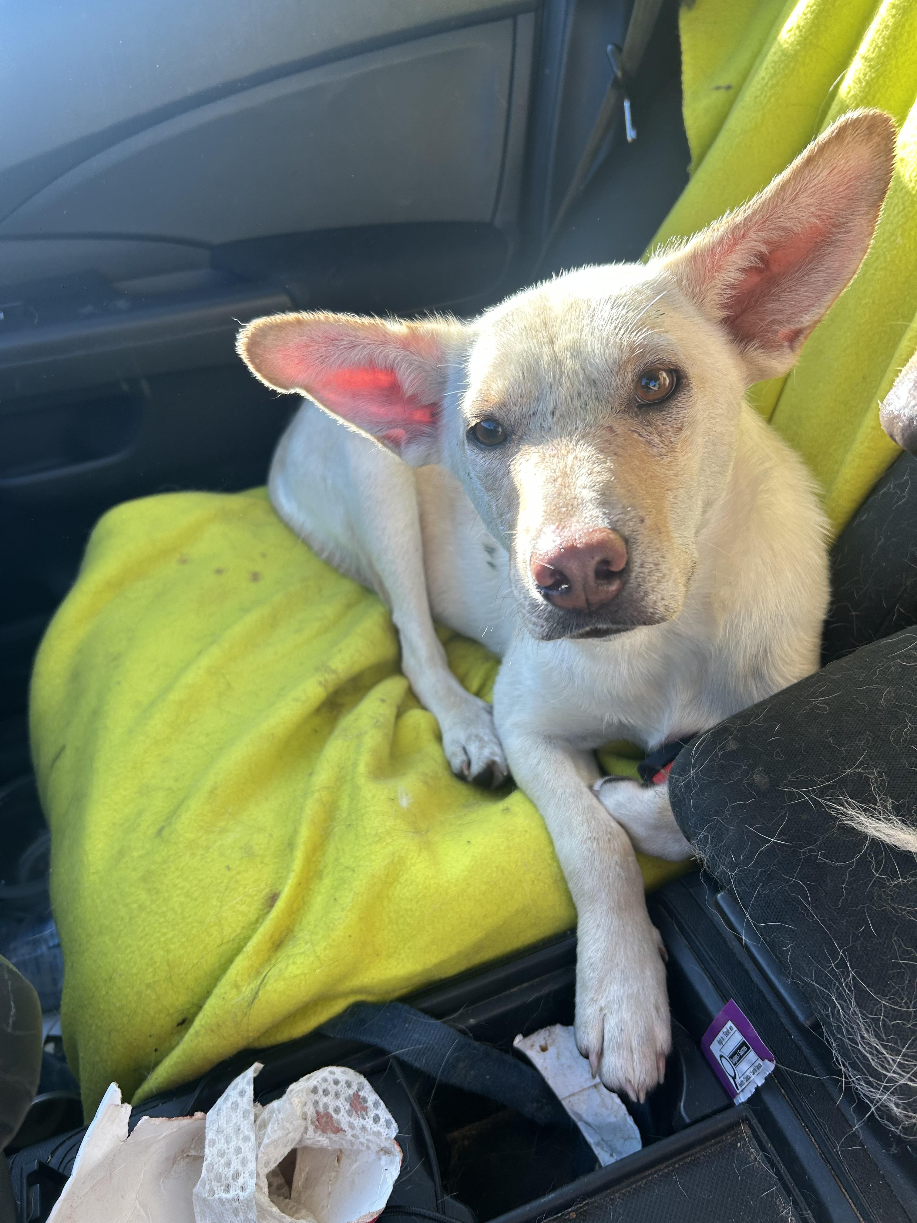 Honey, an adoptable Mixed Breed in Edmonton, AB, T5Y 3N6 | Photo Image 4