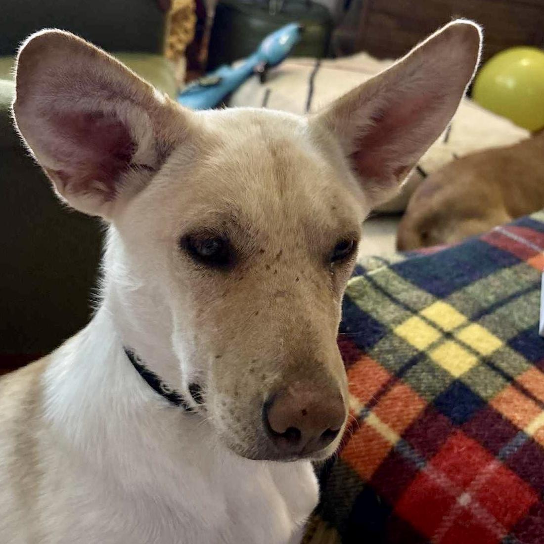 Honey, an adoptable Mixed Breed in Edmonton, AB, T5Y 3N6 | Photo Image 3