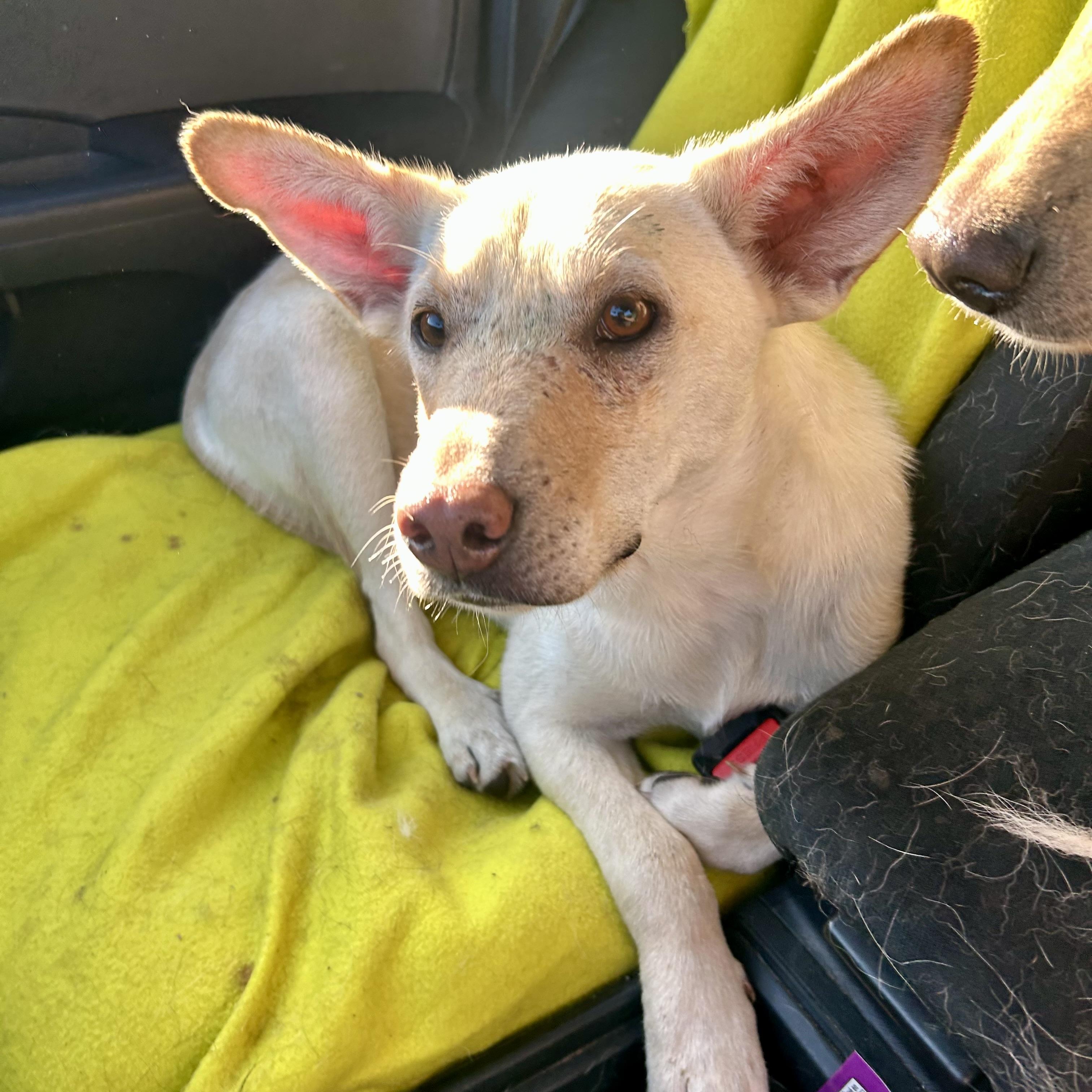 Honey, an adoptable Mixed Breed in Edmonton, AB, T5Y 3N6 | Photo Image 1