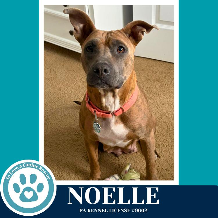 Noelle (Mom to Mardi Gras Paw-rade Pups) 010326, Adoptable, Adult Female Pit Bull Terrier & Mixed Breed.