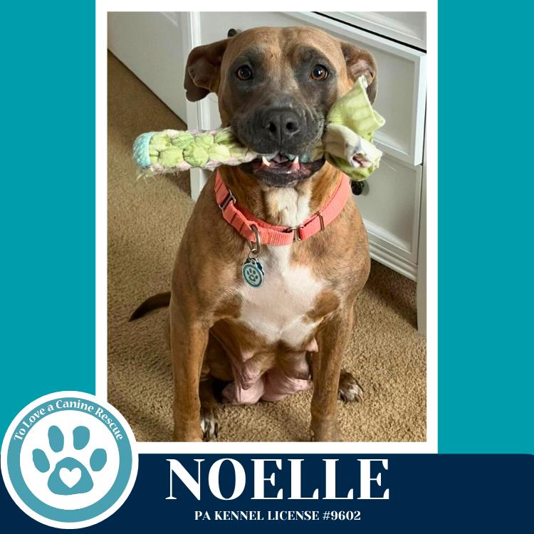 Enlarge Noelle (Mom to Mardi Gras Paw-rade Pups) 010326, a Adoptable mixed breed in Kimberton, PA image 2/3