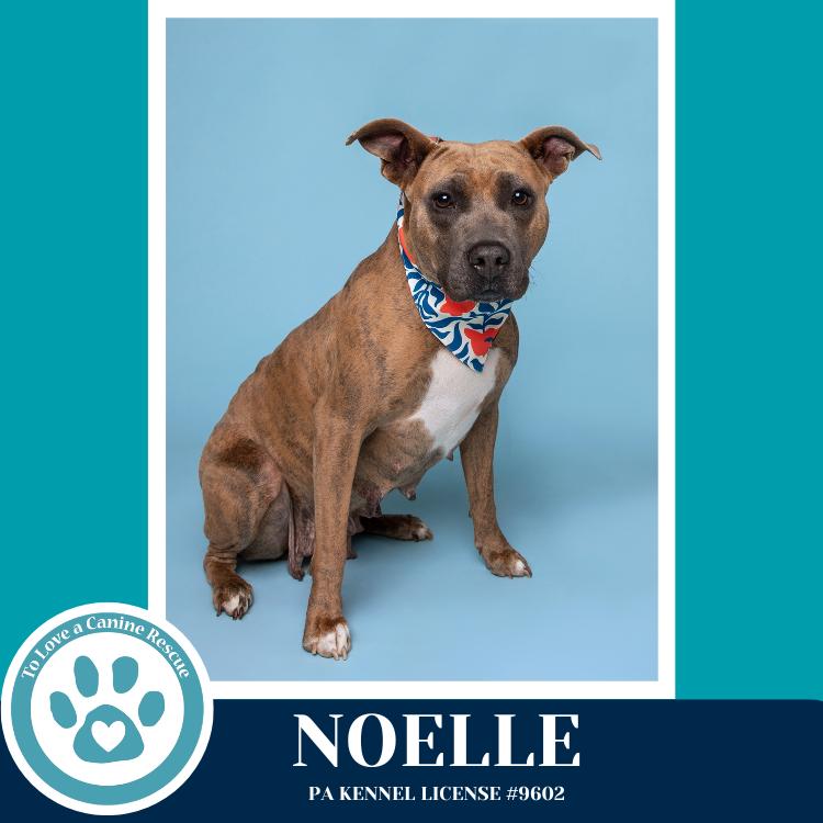 Enlarge Noelle (Mom to Mardi Gras Paw-rade Pups) 010326, a Adoptable mixed breed in Kimberton, PA image 3/3