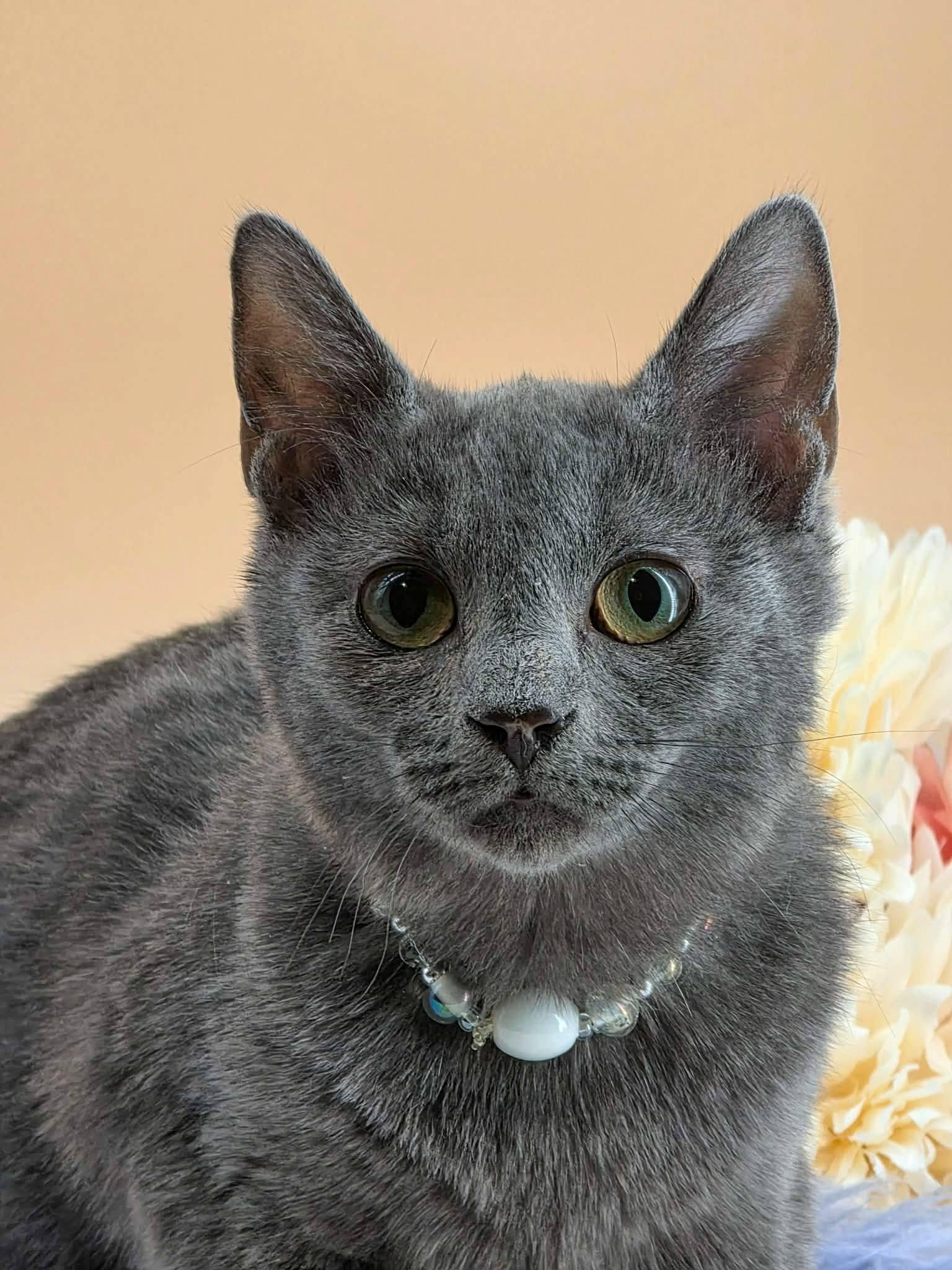 Enlarge Poppy, a ADOPTABLE Domestic Short Hair in Sevierville, TN image 2/3