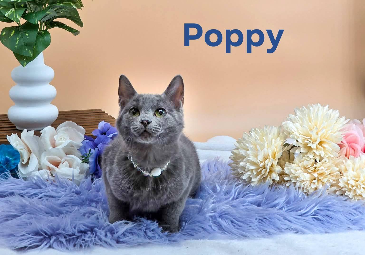 Enlarge Poppy, a ADOPTABLE Domestic Short Hair in Sevierville, TN image 1/3