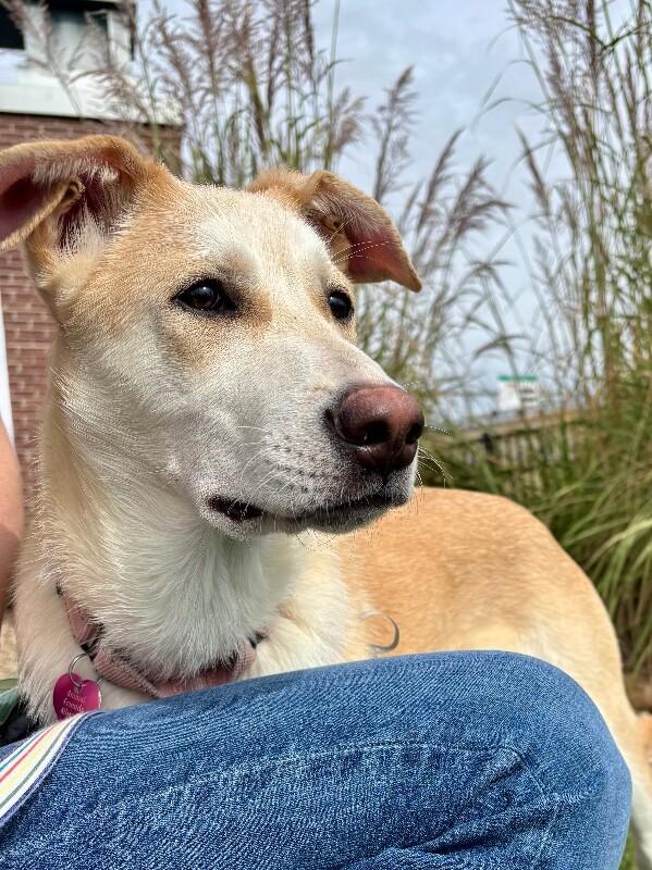 Enlarge Tsiran, a Adoptable Mixed Breed in Westminster, CO image 1/6