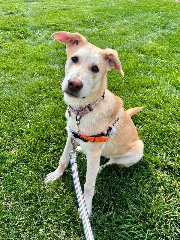 Enlarge Tsiran, a Adoptable Mixed Breed in Westminster, CO image 2/6