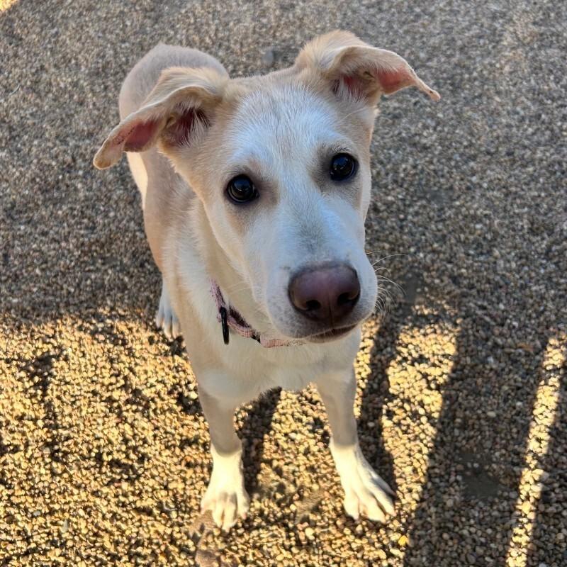 Tsiran, Adoptable, Puppy Male Mixed Breed.