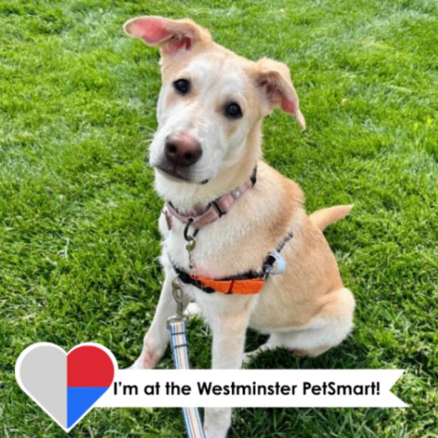 Enlarge Tsiran, a Adoptable Mixed Breed in Westminster, CO image 3/6