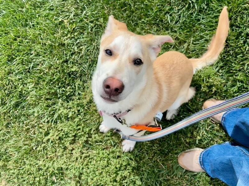 Enlarge Tsiran, a Adoptable Mixed Breed in Westminster, CO image 4/6
