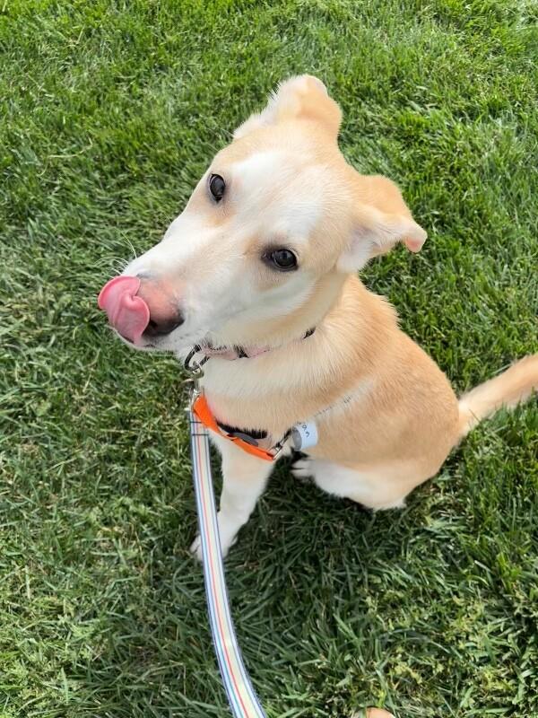 Enlarge Tsiran, a Adoptable Mixed Breed in Westminster, CO image 5/6