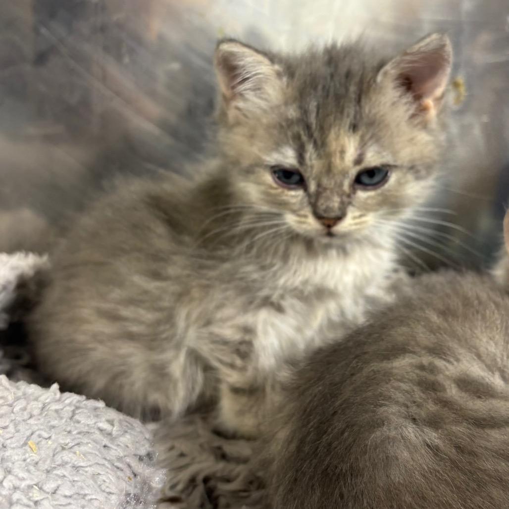 Butterfly, Adoptable, Kitten Female Persian & Domestic Medium Hair.