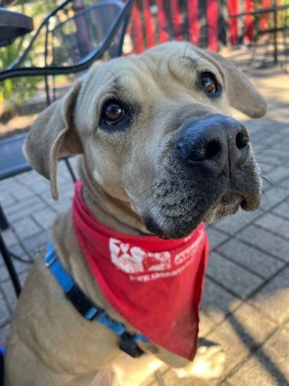 Lady( in foster), a Adoptable mixed breed in San Marcos, TX image 1/3