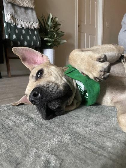 Lady( in foster), a Adoptable mixed breed in San Marcos, TX image 2/3